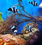 Amphiprion polymnus Błazenek. Morskie