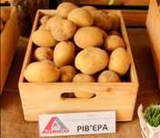 Насіння картопля Рив'єра оптом (1000 кг) 2 репродукція