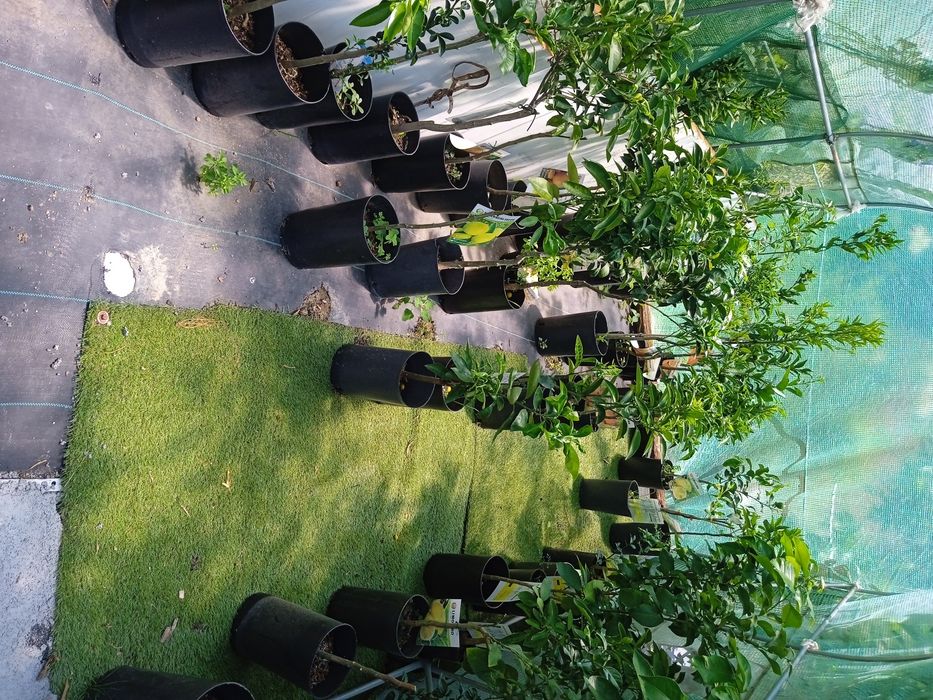 Coqueiros (2.80 a 3m)/Oliveiras vários tamanhos e preços