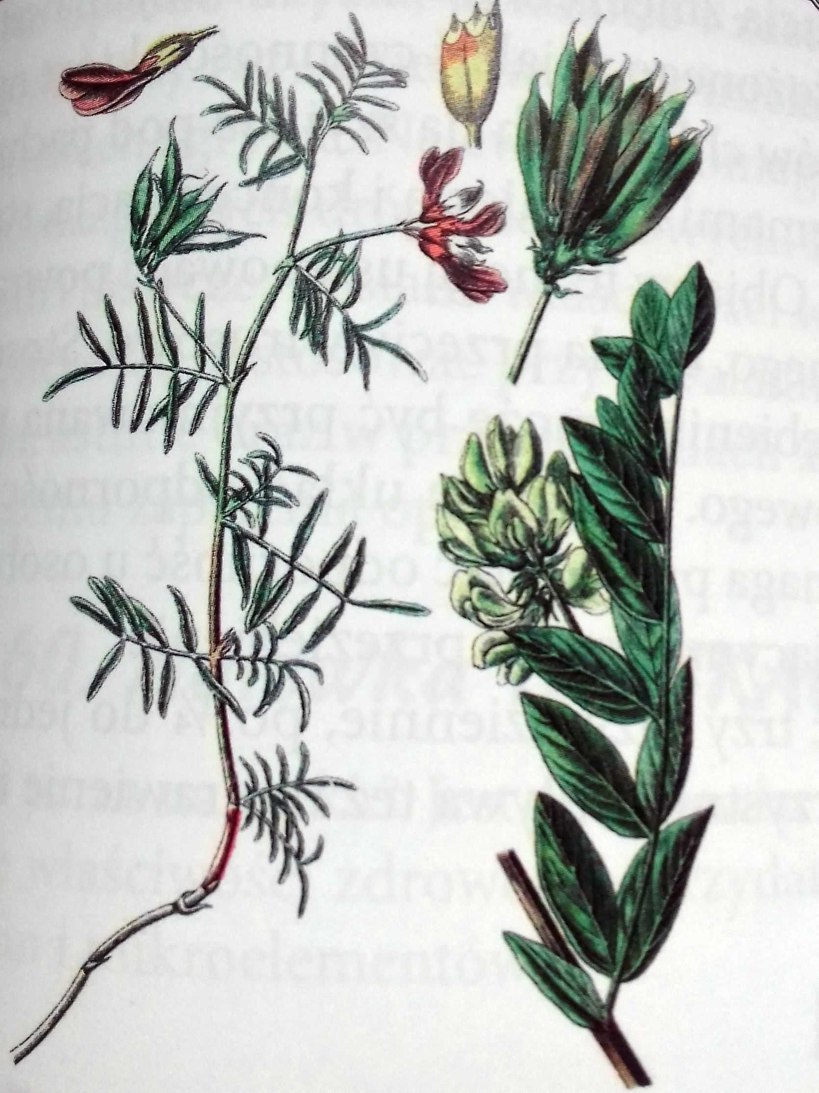 Traganek / Astragalus membranaceus chiński Adaptogen mielony 250g