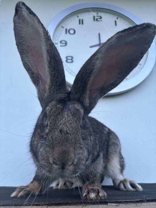 Samiec BELG olbrzym szary 4 miesieczny