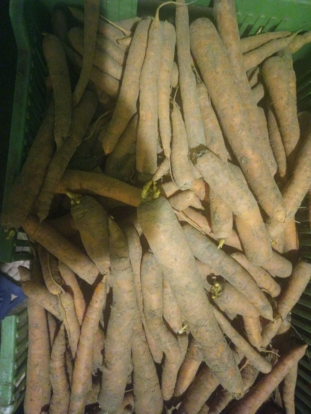 Marchew bio z certyfikatem