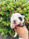 Excelente menio border collie