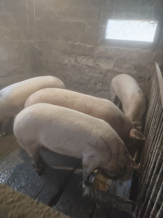 Продам свині живою вагою