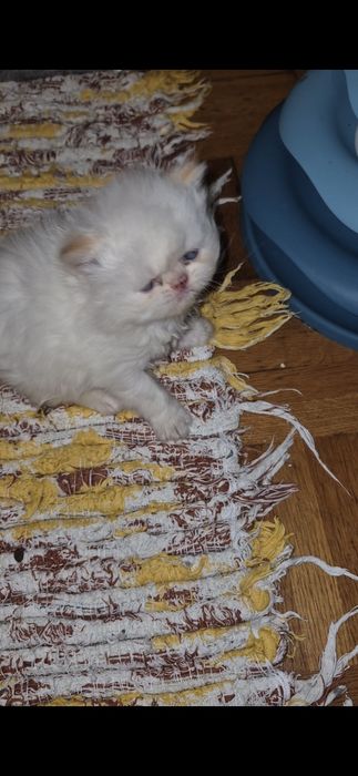 Menina persa himalaia