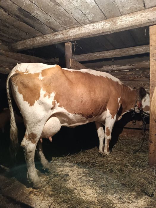 Продам добру корову ківна на 5 телятко