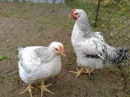 яйце на інкубацію мастер грей