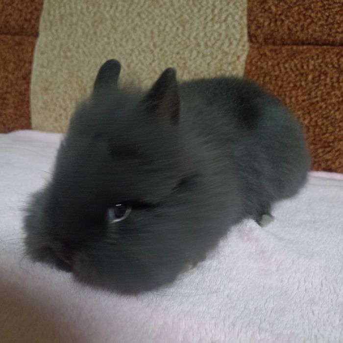 Królik Karzełek Teddy królik Miniaturka gotowe do odbioru króliczki