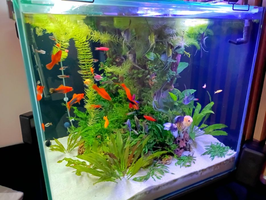 Sprzedam ryby rośliny i podłoże