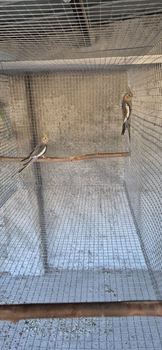 Vendo 2 caturras (calopsitas) selvagens – 25€ (Coimbra)