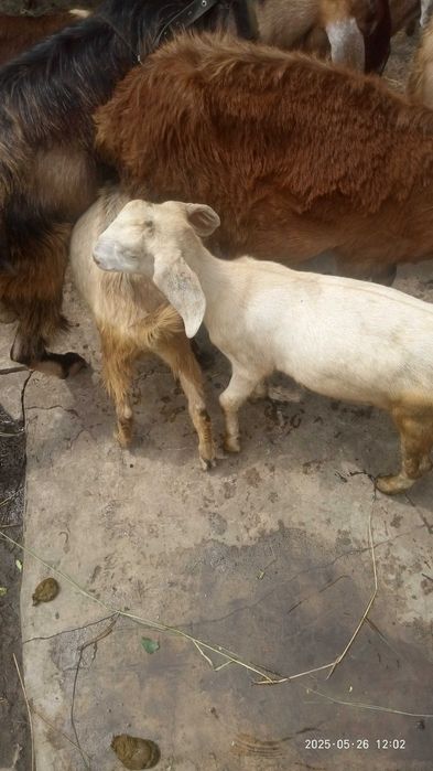 Продам коз дойных,  козлята 3-4 месяца