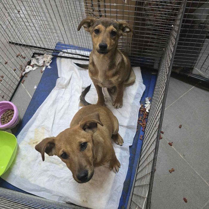 Цуценята в добрі руки