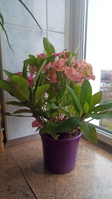 Молочай Миля крупноцветковый