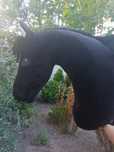 Hobby horse a3 ujeżdżeniowy