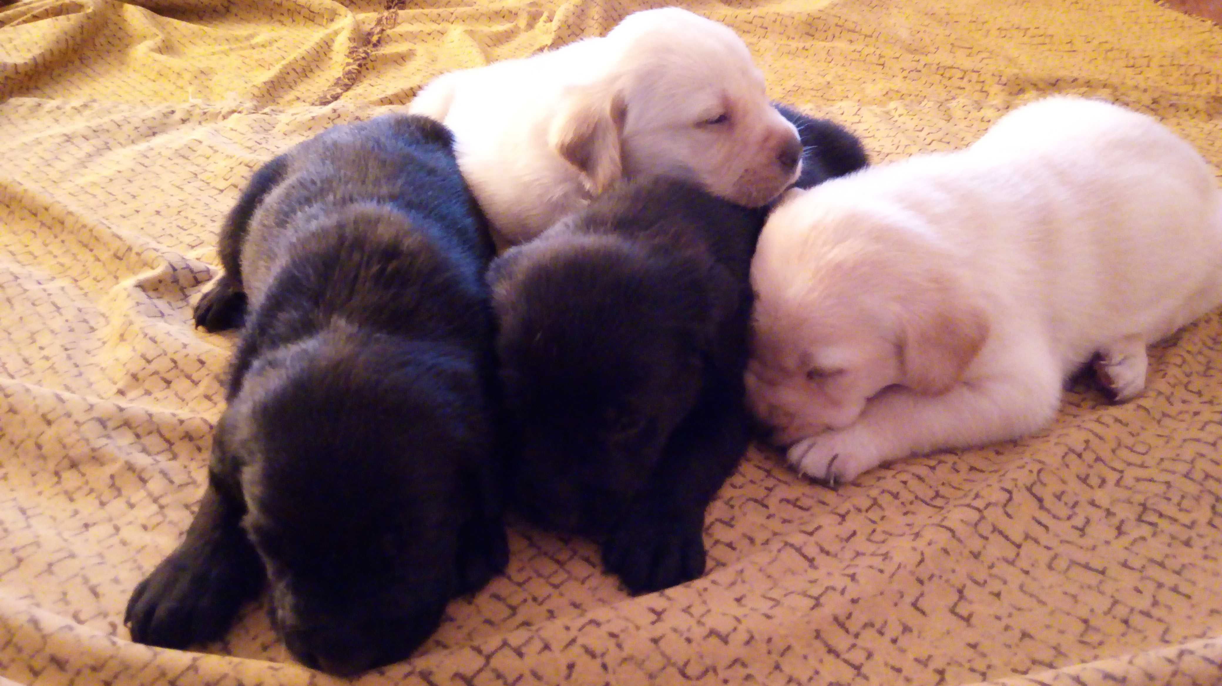 labrador piesek z rodowodem