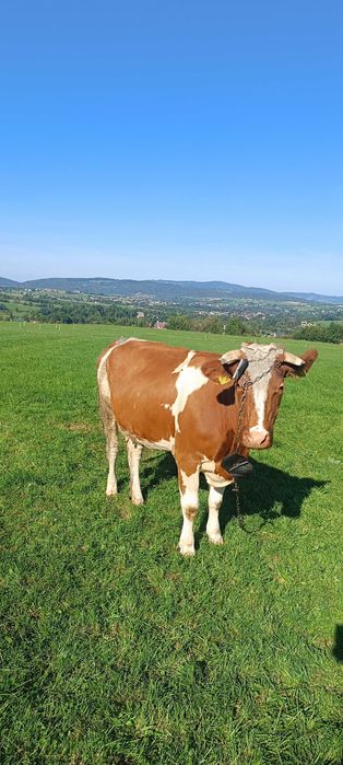 Krowa sprzedam !