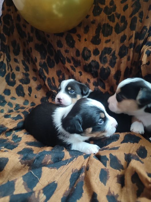 Джек рассел тер'єр