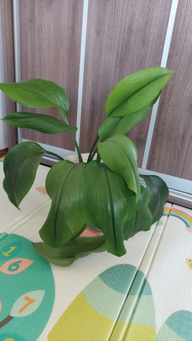 Традесканція нанук, фіолетово-біло-зелене листя