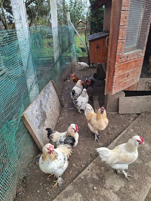 Kogut ozdobny sprzedam