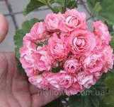 Пеларгония  Swaland Pink и Pink Rambler