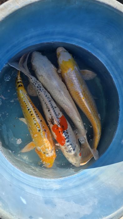 Carpas kois de qualidade