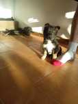 Cachorrinha porte pequeno X pinscher