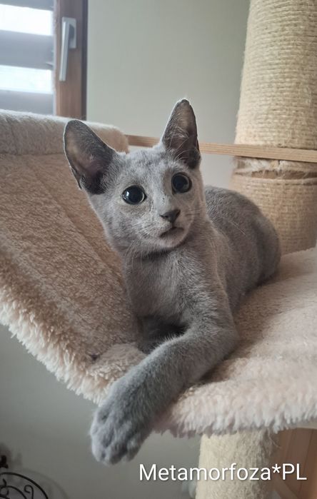 Kocurek rosyjski niebieski - gotowy do odbioru