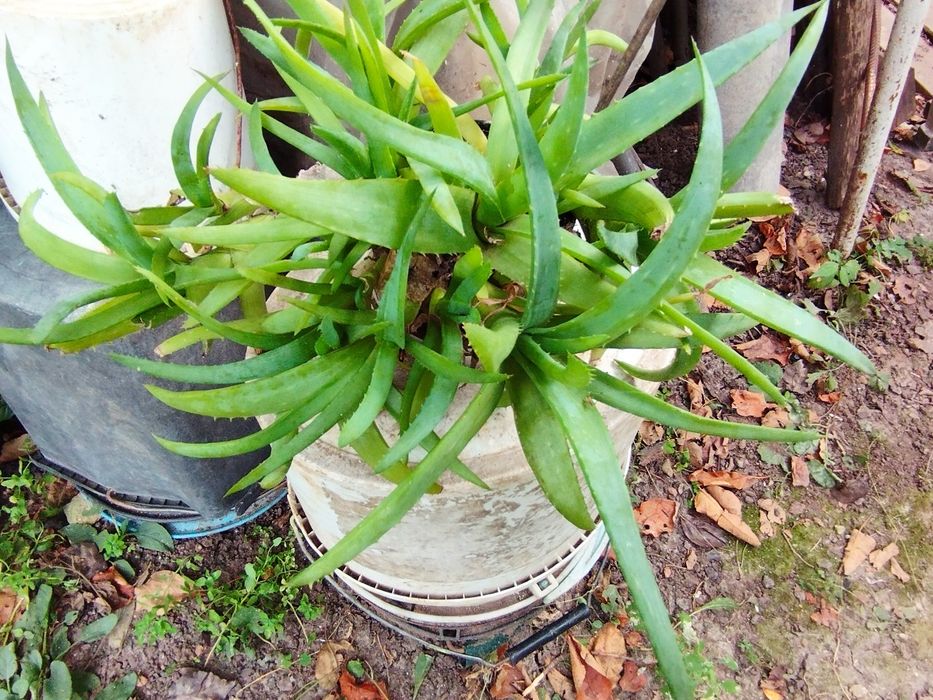 Продам Алоэ взрослое