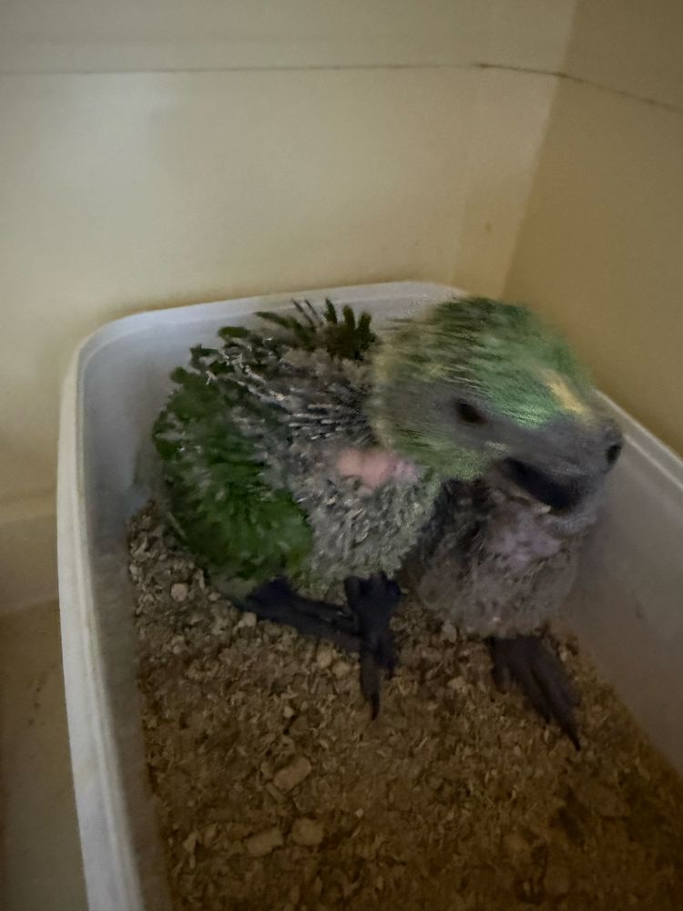 Papagaio Auropaliata Auropaliata