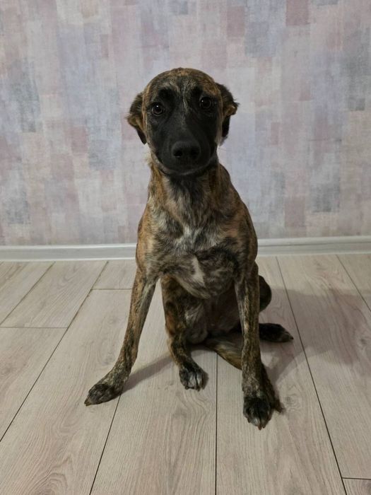 Отдам даром в добрые руки щенка