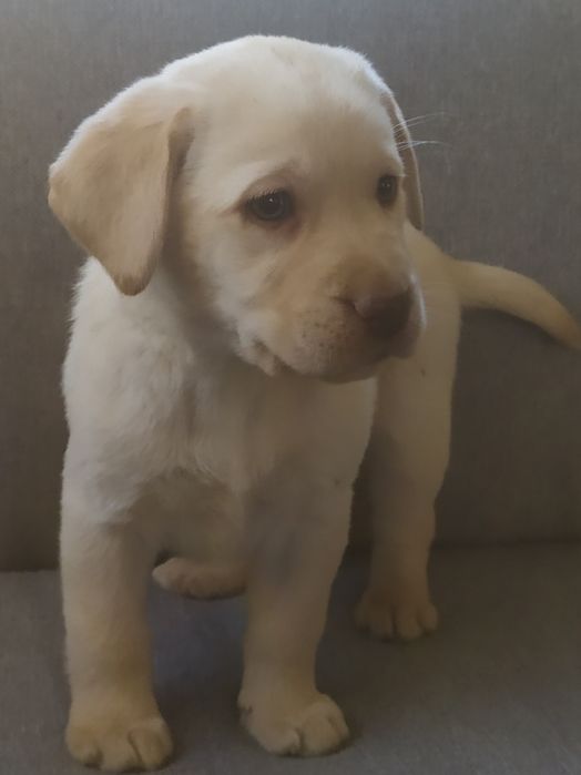 Labrador retriever