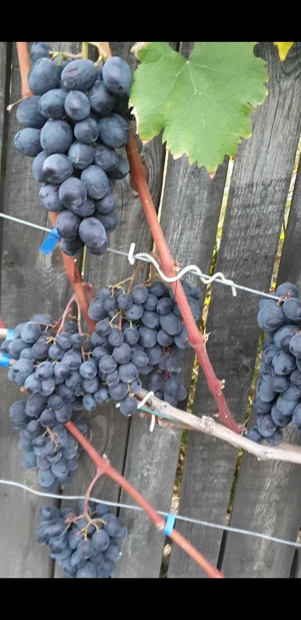 Продам вегетуючи саджанці винограду