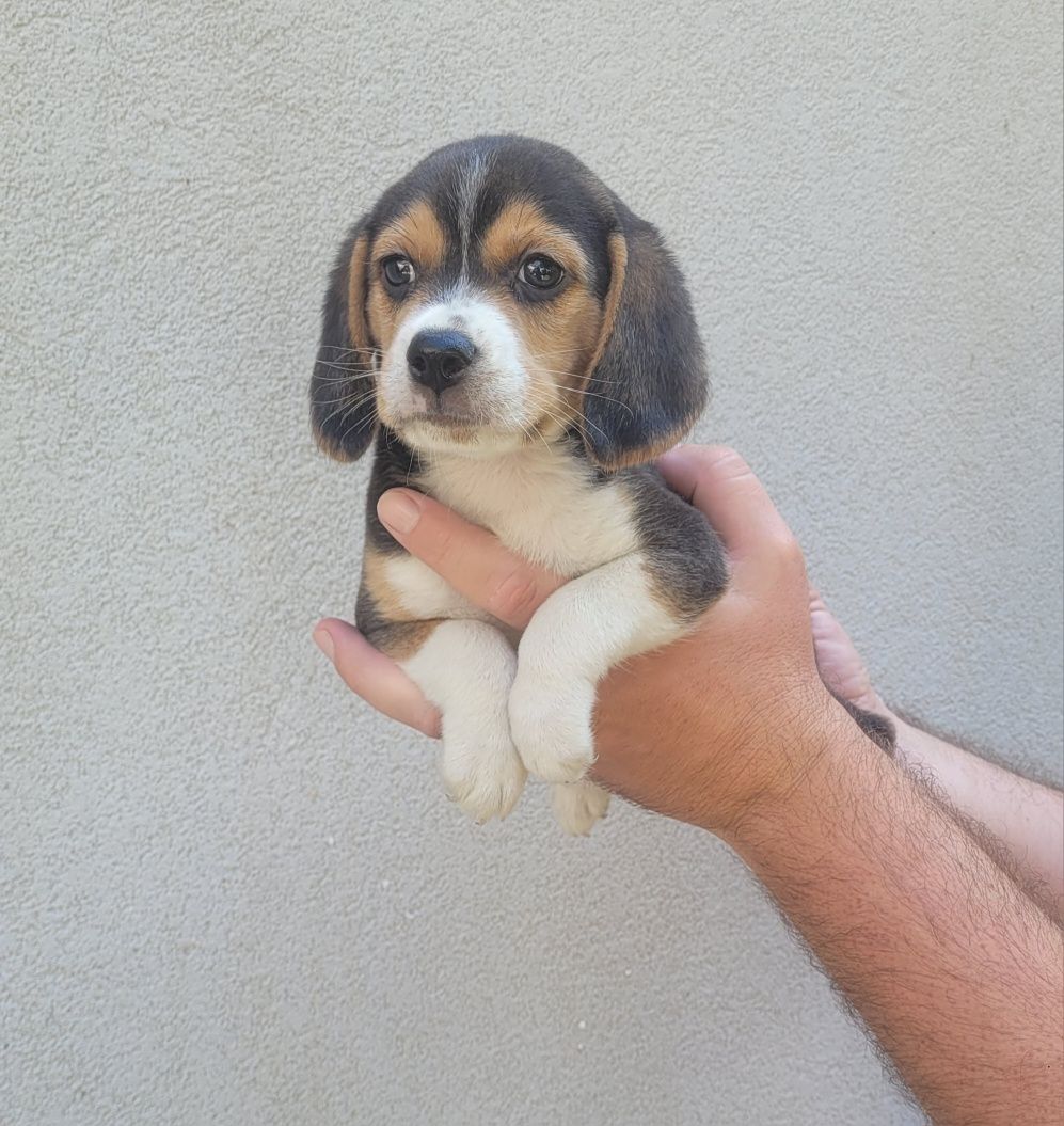 Femea beagle tricolor