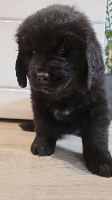 Nowofundland gotowy do odbioru szczeniak niufka