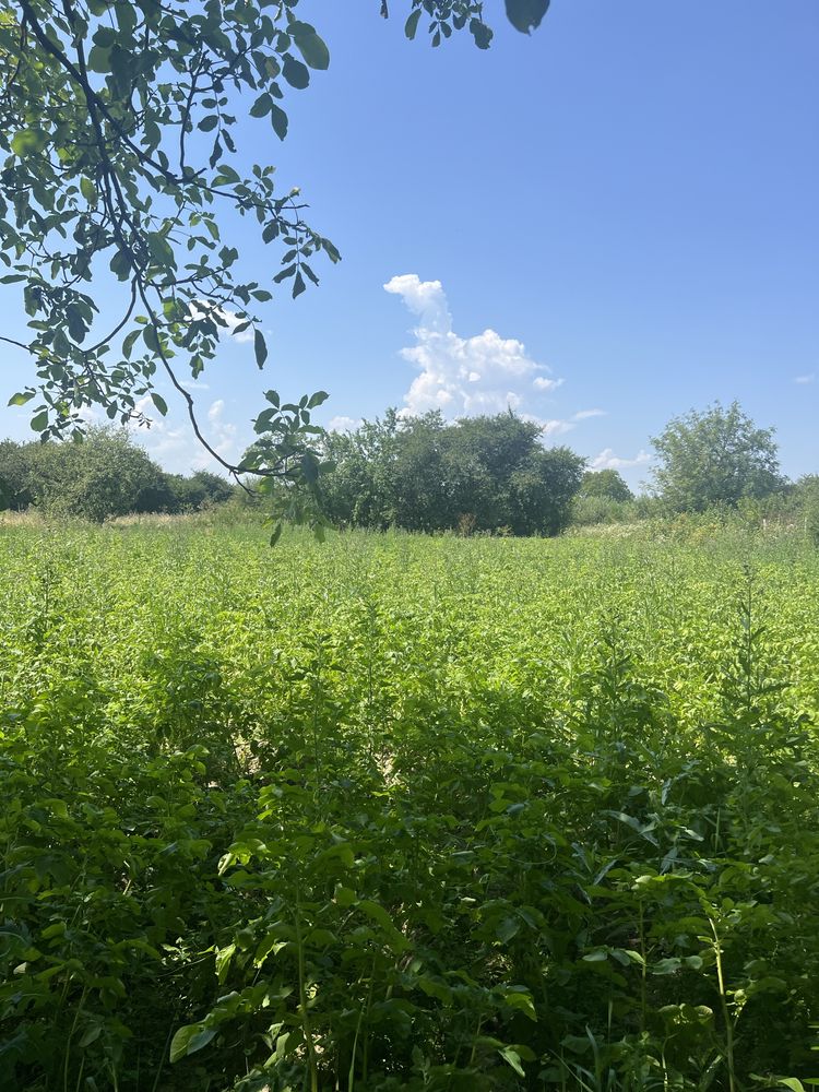 Земельна ділянка ,центр Якушенців, 32 сотки