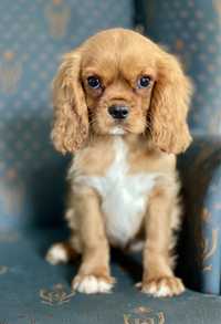 Cavalier King Charles Spaniel samiec