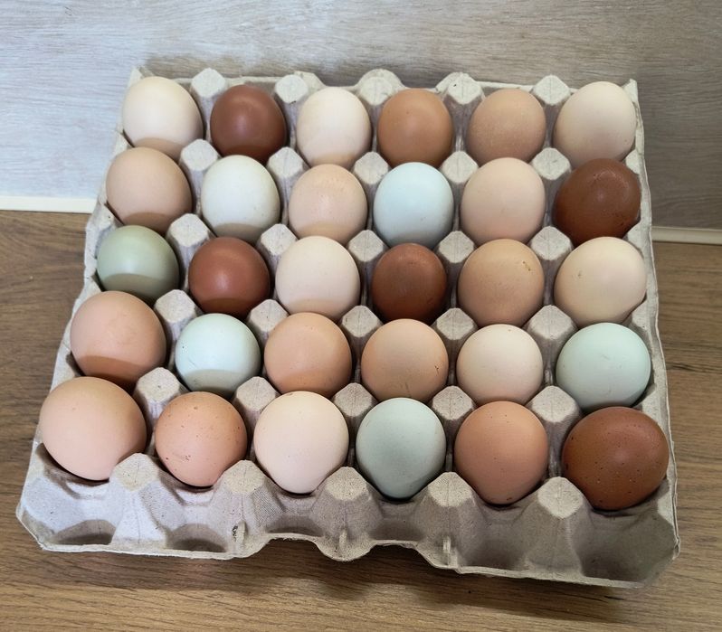 Jajka lęgowe od mix niosek, kurczaki