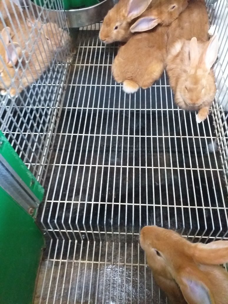 Coelhos Leonardo de Borgonha