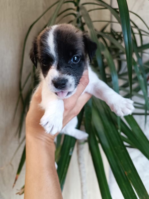 Щеночек загляденье !