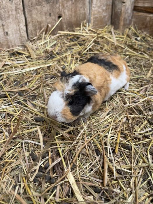 świnki morskie mlode