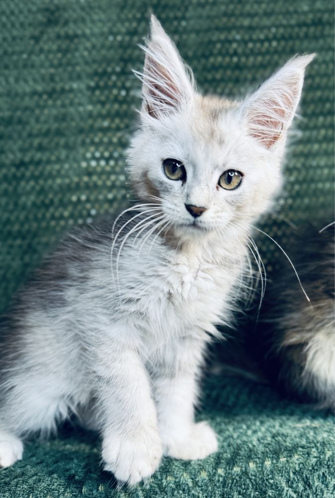 Maine coon srebrny MCO FPL shaded line