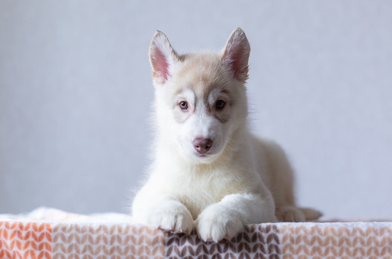 Twój idealny towarzysz z hodowli Siberian Husky.