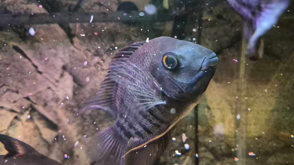 Ryby akwariowe duże!komplet za 100 cukierków!