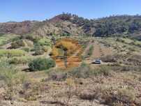 Terreno Rústico Com 5.550 M2 - Com Água - Conceição - Tavira - Algarve