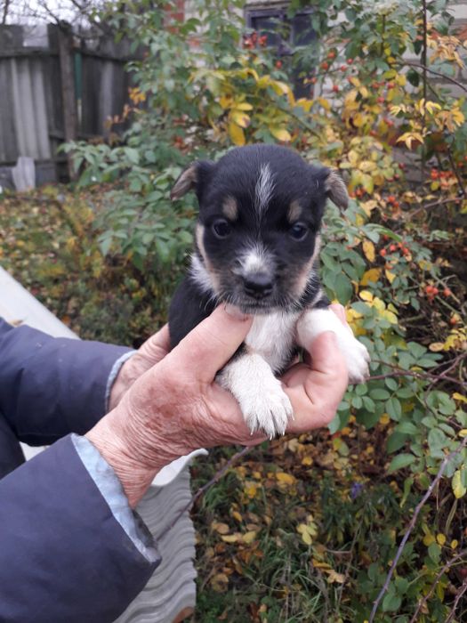 Отдам щенков Бордер-колли за символическое вознаграждение. (Метисы)