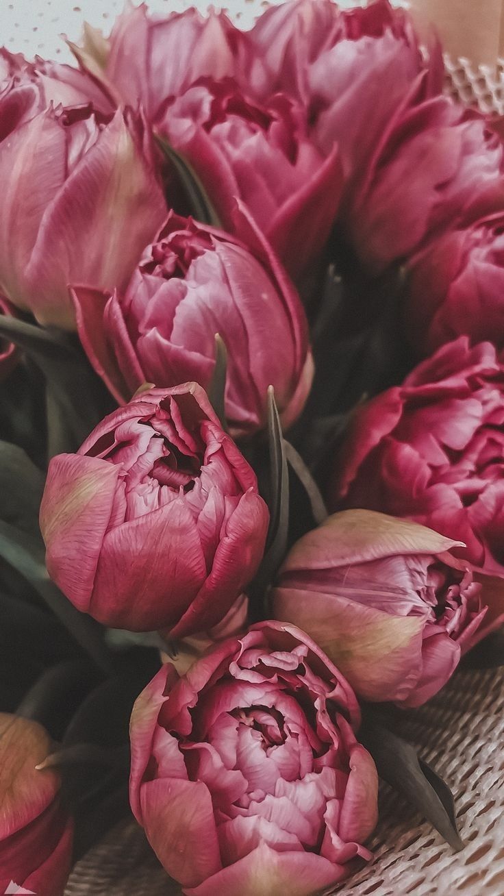 Цибулини сортових тюльпанів після вигонки БІЛЬШЕ 40 СОРТІВ