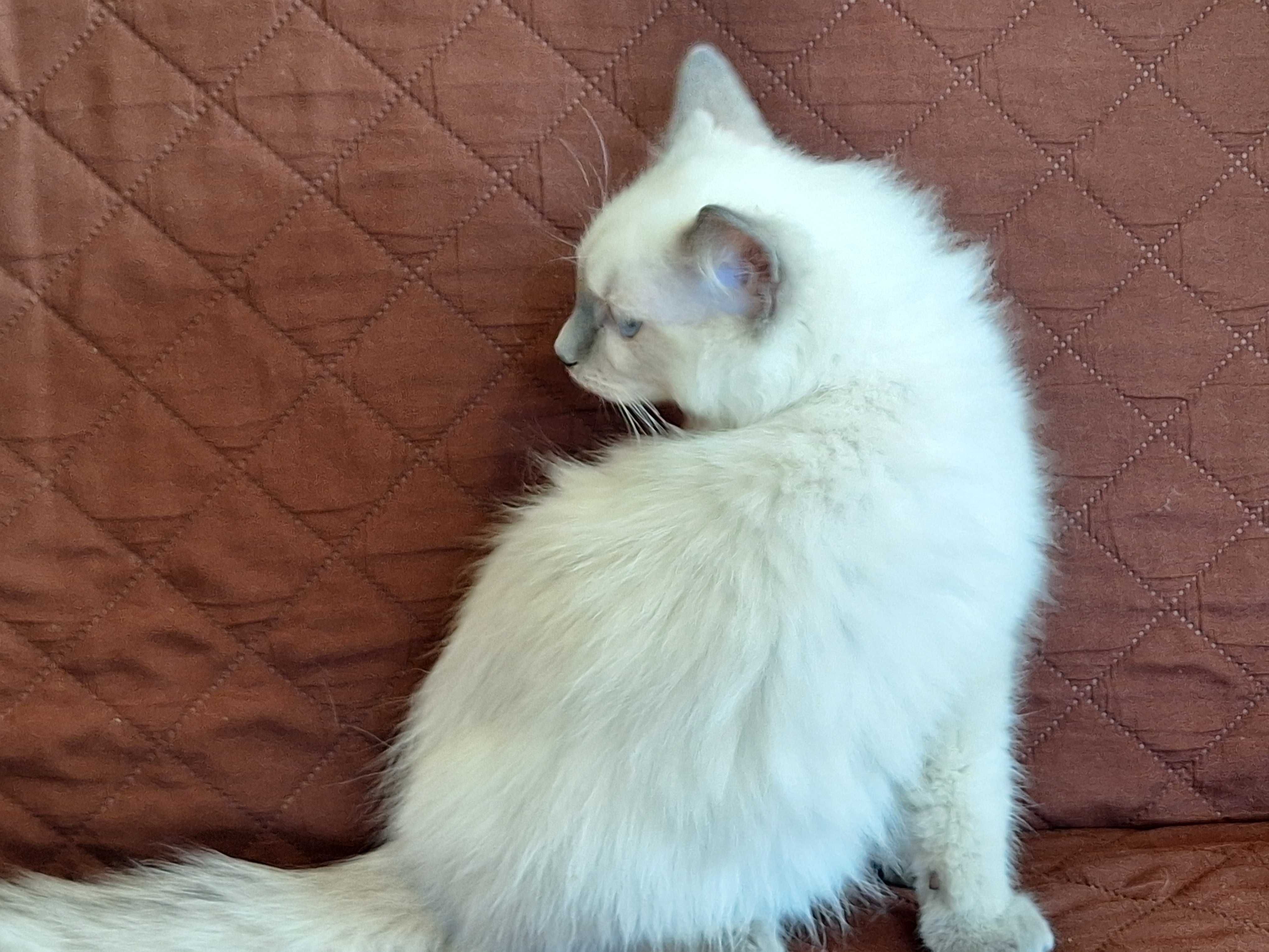 Kocurek rasy Ragdoll