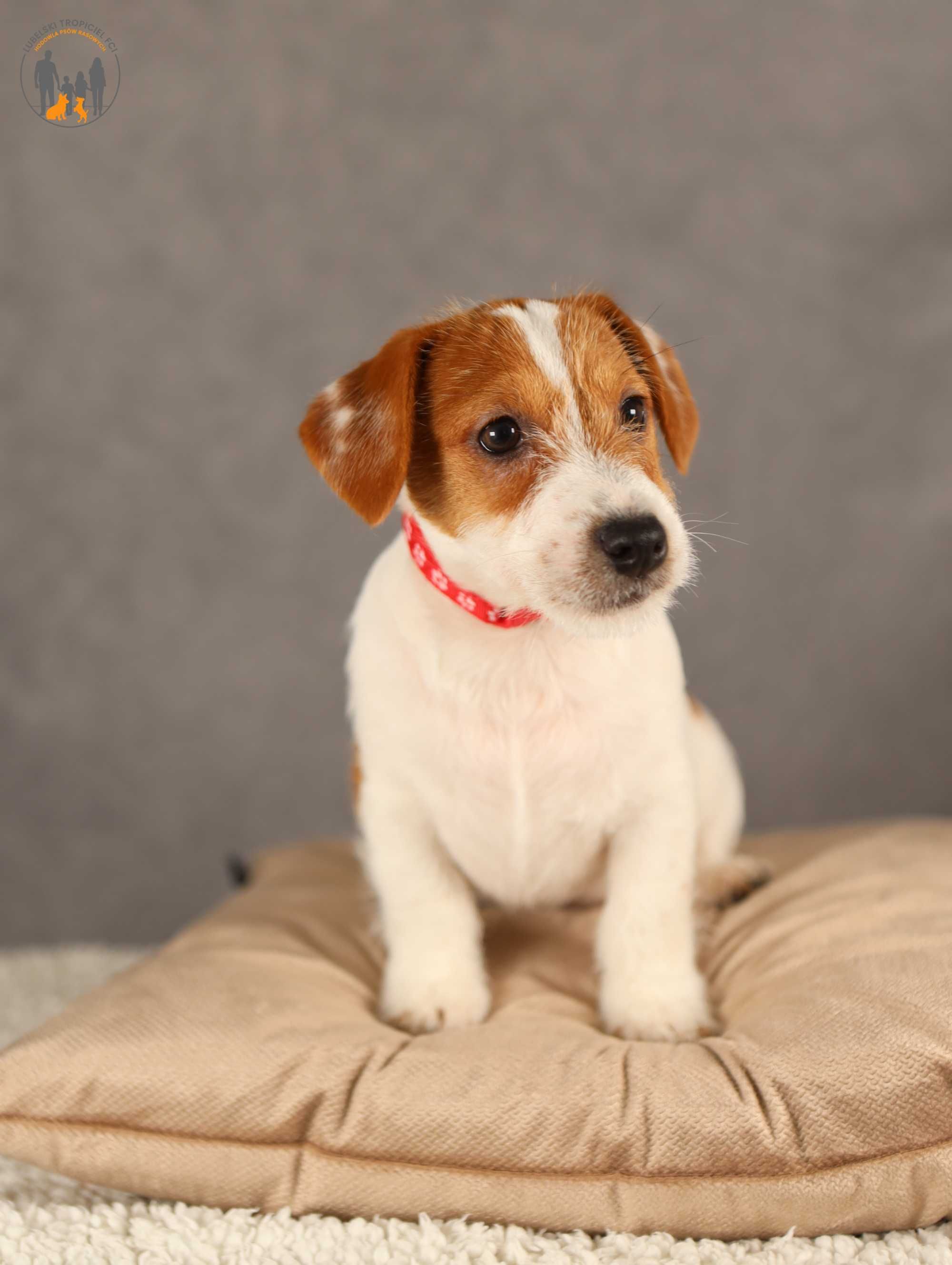 Jack Russell Terrier ZKwP FCI piesek