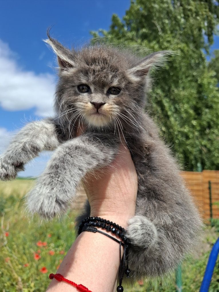 Maine Coon niebieska srebrzysta koteczka