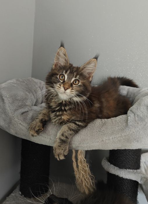 Kotka Maine Coon gotowa na zmianę domku
